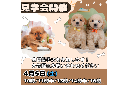 成約済の静岡県のミニチュアダックスフンド(ロングヘアード)-377660の3枚目